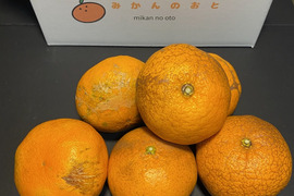 【規格外】【加工用】暴れん坊の甘平、見た目は荒れても味は嘘をつかない  加工にするなら、シッカリ酸味の残ったこの時期限定！