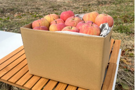 🍎秋の味覚🍎家庭用【完熟ふじりんご】5kg