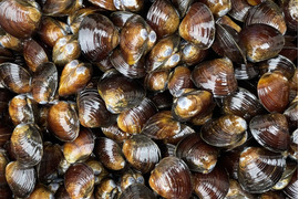 津軽の味！活しじみ3kg小サイズ知る人ぞ知る十三湖産