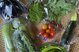 お試し！小さな農家、旬のお野菜セット　5品目＜農薬、化学肥料不使用＞