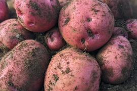 【おまかせ】オーガニック野菜セット(6品)