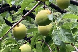 ⛰️自然農🩷高知産南高梅⭐︎農薬化学肥料除草剤なし無肥料稀少中〜大きめ3キロ