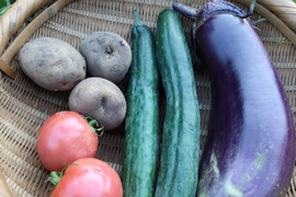 夏野菜セット5種類