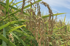 令和8年新米予約開始‼️魚沼産コシヒカリ5キロ（玄米）