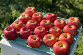 青森県産りんご　蜜たっぷり葉とらず高徳　家庭用5㎏【12～25個入り】