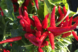 今の時期だけ！　農家自慢の生の赤唐辛子　採れたて新鮮　150g以上お入れしてお届けいたします。