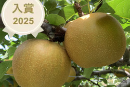 鳥取県産梨『新甘泉』2kg(4~6玉) 秀品