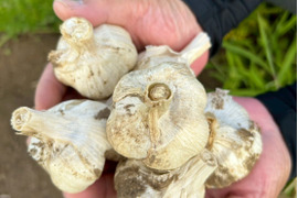 濃厚で甘い！大粒福地ホワイト六片にんにく Mサイズ 500g（栽培期間中