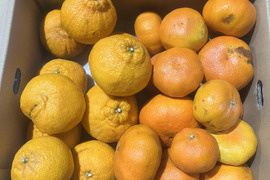 訳あり 甘平＆不知火5kgセット