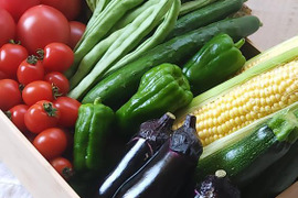 中玉トマトたっぷり🍅【夏ギフト】自然栽培の手渡したくなるお任せ野菜SET（Mサイズ）