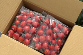 【冷凍ミニトマト】プレミアムルビー 1kg（福島県大熊町産）