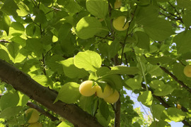 自然農法で大事に育てた小梅　梅干しなどにどうぞ（2kg）