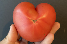 【完熟】樹上完熟！嘉穂トマト2kg