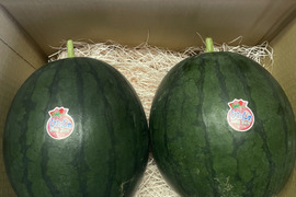 【ご家庭用】京都産 ひとりじめボンボン 小玉スイカ 2玉セット（約6kg）