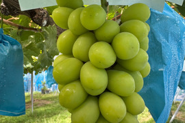 【芳醇な香り・あふれる果汁】おまかせ３房（シャインマスカット１房
とおまかせ２房）