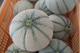 〜魅惑の甘さ〜マルセイユメロン🍈（3L〜4L1玉）