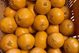 ぷりぷり食感！広島県産 ｢はるみ｣ 5kg（ご家庭用）