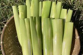 ＜広島県産＞今が旬!!　【自然栽培まこもだけ・1Kg】農薬・肥料を使用していない田んぼで育ちました～（ご注文後、発送日を相談・期間限定）まこもたけマコモダケ