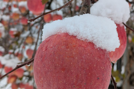 りんご　フジ　　約６８％農薬カット　20-23個　約7キロ　小玉多め　キズ等、黒点できるだけ無いりんご 　収穫前の雪かぶり！