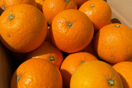 清見オレンジ(清見)　天然のゼリー　露地物　木熟　家庭用  5kg　S～3Lサイズ
