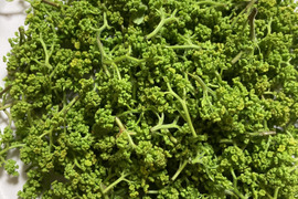 京都産　天然　花山椒　50グラム