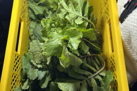 【自然農法】会津赤筋大根の葉 1.5kg (8~10株程度の量 )