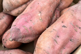 農薬、化学肥料無使用！安納芋/ふぞろい５ｋｇ【さつまいもの王様】※規格外品