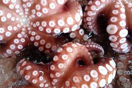 訳あり【関門海峡たこ】頭のみ500g＆頭多め一口大カット500g
刺身、アヒージョ、唐揚げ、たこ飯、たこ焼きに♪
