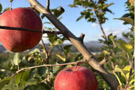 手のひらサイズ　サンフジ小玉 　4.8㎏　（20～23玉）
