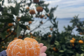 【訳あり】ご家庭用極甘みかん５ｋｇ
