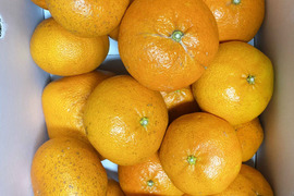 【愛媛県中島産】プチプチ甘平　サイズ混合5kg 　家庭用