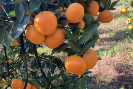 【濃厚・絶品・高糖度】　田口早生みかん『満喫セット』　13kg