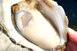 能登産　岩牡蠣（生食用）Mサイズ　10個　＜300g～400g/１個＞
