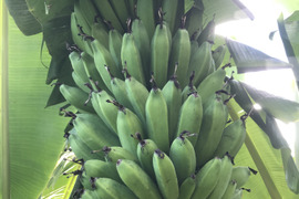 石垣島バナナ！もっちり甘い2キロ