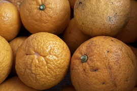 夏みかん　「昔ながらの爽やかで酸っぱい柑橘」訳あり　4.5kg