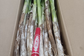 ✅薬味ネギ⭐35本→増量【40本】✅3人気✅至福の極甘ネギ✨信州産✨【特別栽培】✨【無消毒栽培】