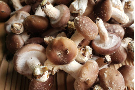 新潟県南魚沼産 ちび椎茸約1.7㎏