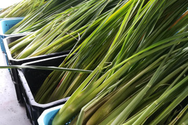 今が旬！今しか食べれない！神聖な植物　マコモダケ(２kg）（まこも、マコモ、マコモタケ、真菰）