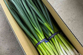 ★訳あり★　料理のプロが認める　京都「山城のねぎ」1kg×2束（京野菜）