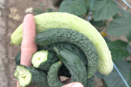 お買い得！訳アリきゅうり 1.5kg