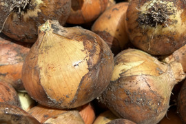 カラダ元気に　野菜セット
