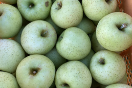 10月25日頃収穫！家庭用訳あり王林5キロバラ詰め　りんご　農薬半減栽培で安心安全！