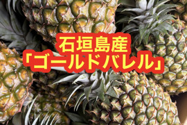 石垣島産「ゴールドバレル」3kg(1玉あたり1〜1.5kg程度を予定)