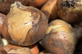 とろっとろ　玉ねぎ　5kg