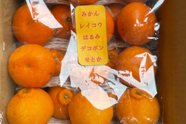 まるたま農園 柑橘詰め合わせ5種　ご家庭用(箱込約5kg)
