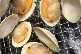 船橋三番瀬ホンビノス貝　無選別10kg