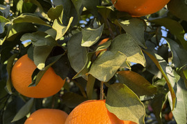 愛媛県八幡浜市産 清見オレンジ(8kg)