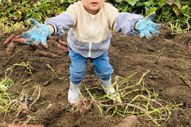 栗かぐや　2kg 栽培期間中　農薬不使用