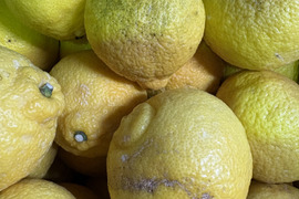 佐賀県太良町産はるか5kg【家庭用】