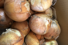 【長期保存も可！】自然栽培べっぴんやさい玉ねぎ（約1.8kg）